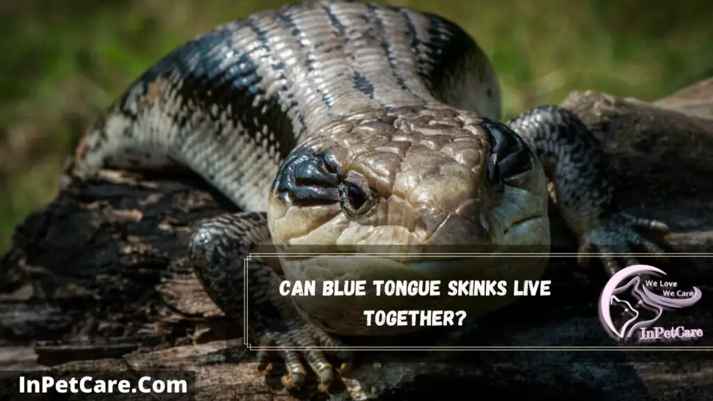 can blue tongue skinks live together