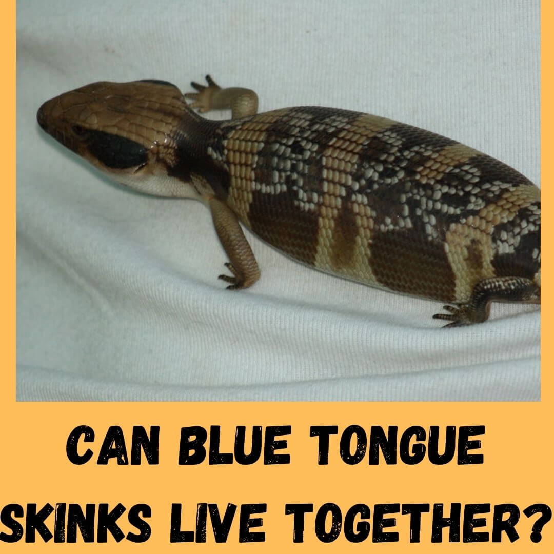 can blue tongue skinks live together