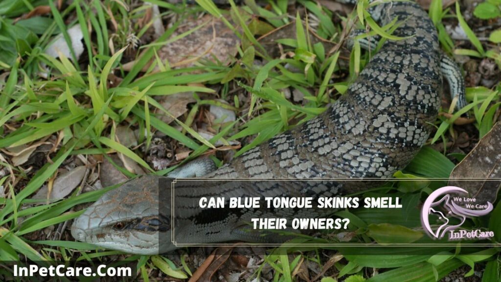 can blue tongue skinks smell their owners