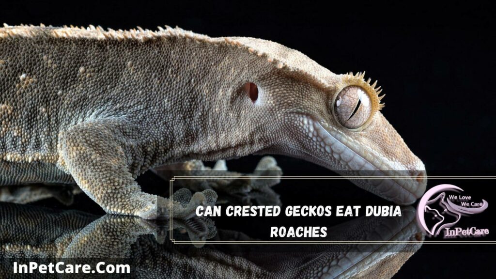 can crested geckos eat dubia roaches