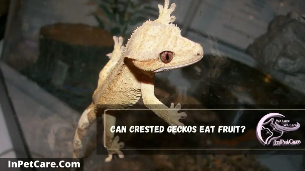 can crested geckos eat fruit