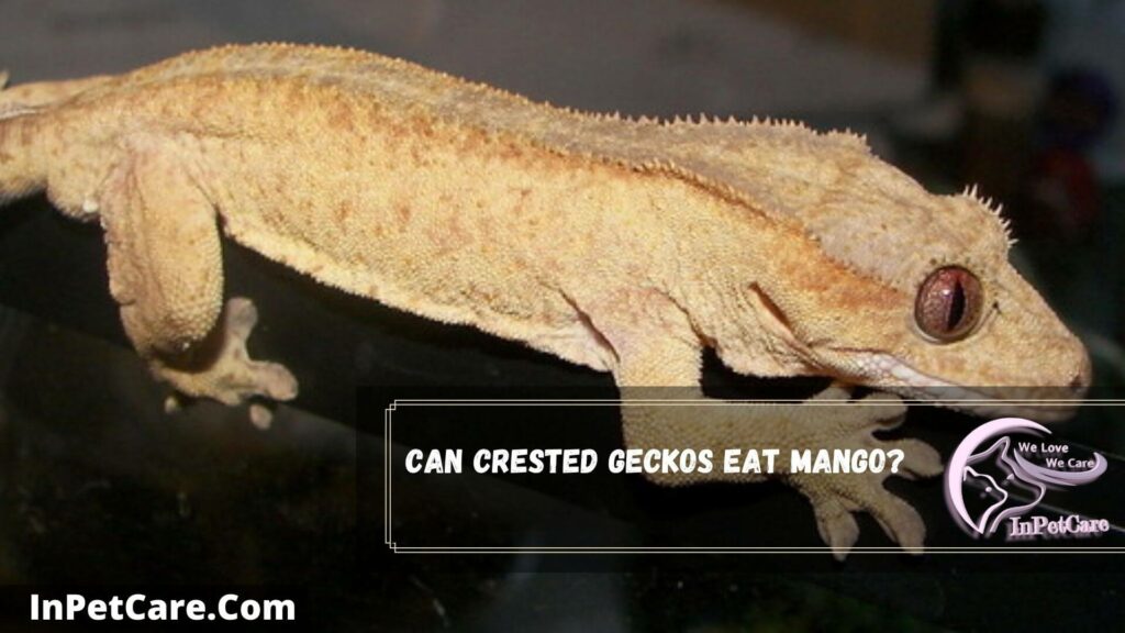 can crested geckos eat mango