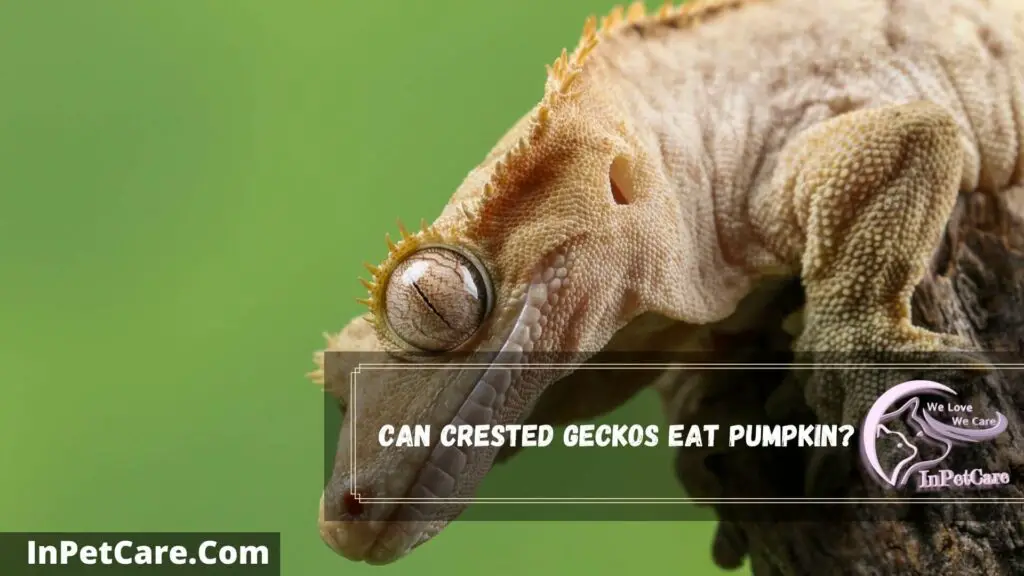 can crested geckos eat pumpkin