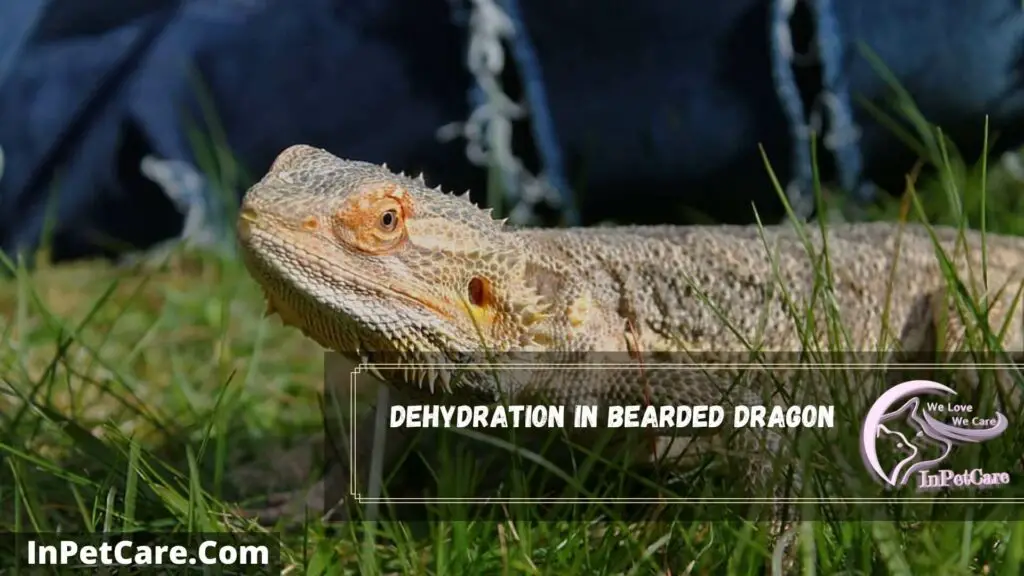 dehydration in bearded dragon