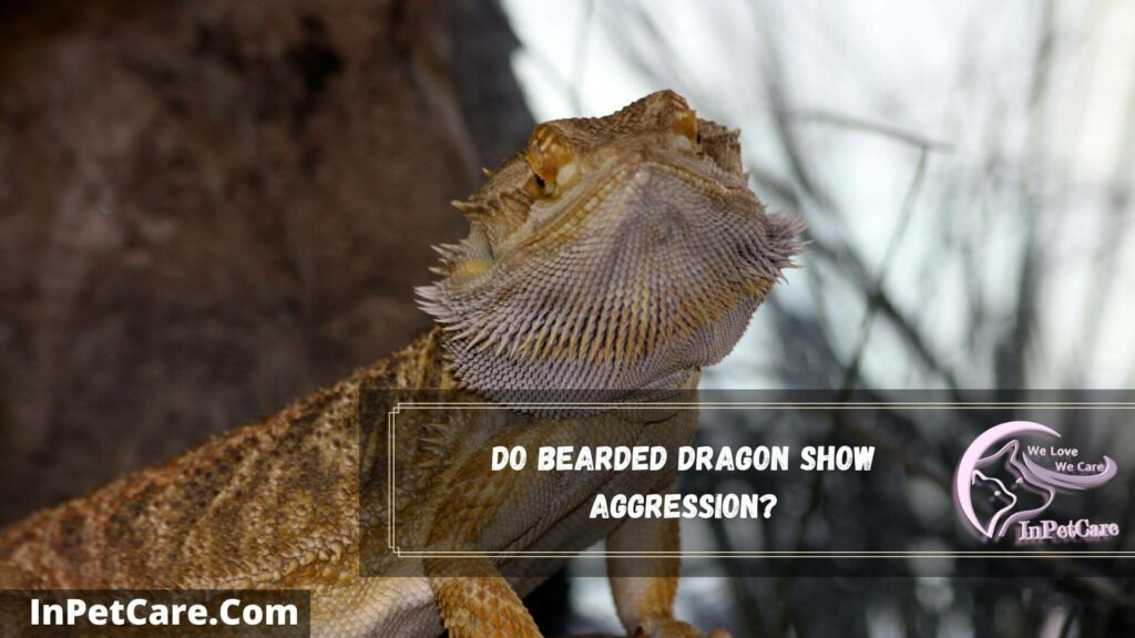 do bearded dragon show aggression