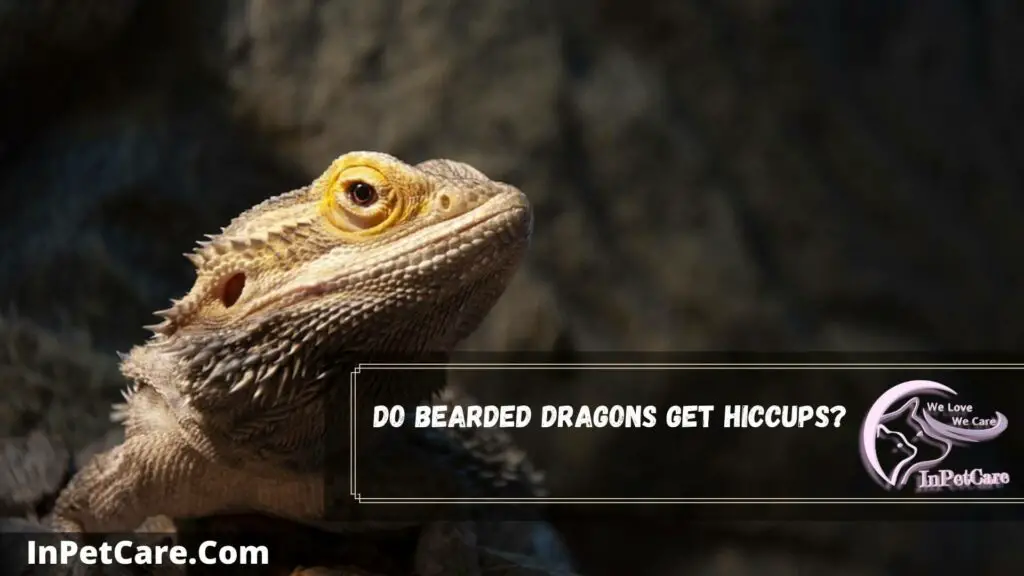 do bearded dragons get hiccups