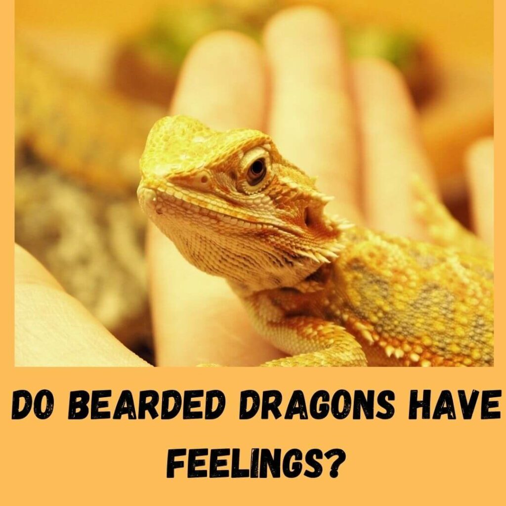 do bearded dragons have feelings