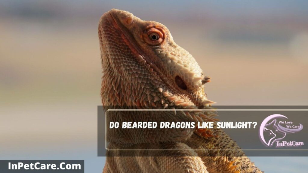 do bearded dragons like sunlight