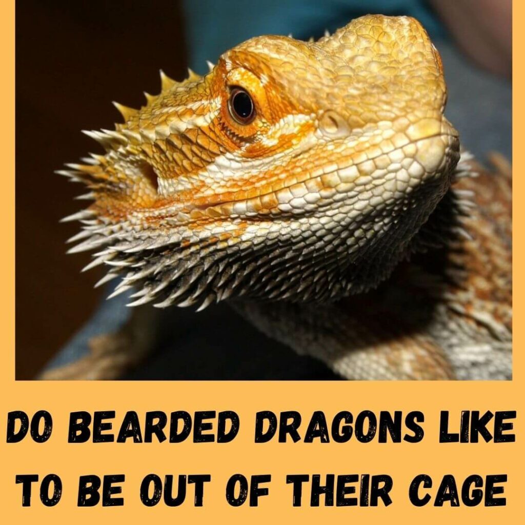 do bearded dragons like to be out of their cage