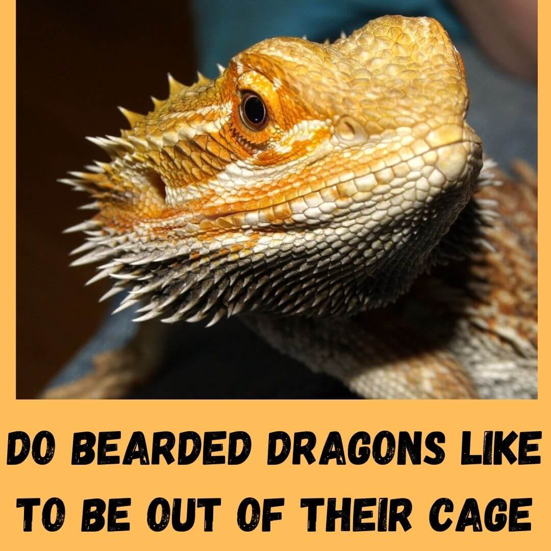 Do Bearded Dragons Like To Be Out Of Their Cage? 5 Reasons