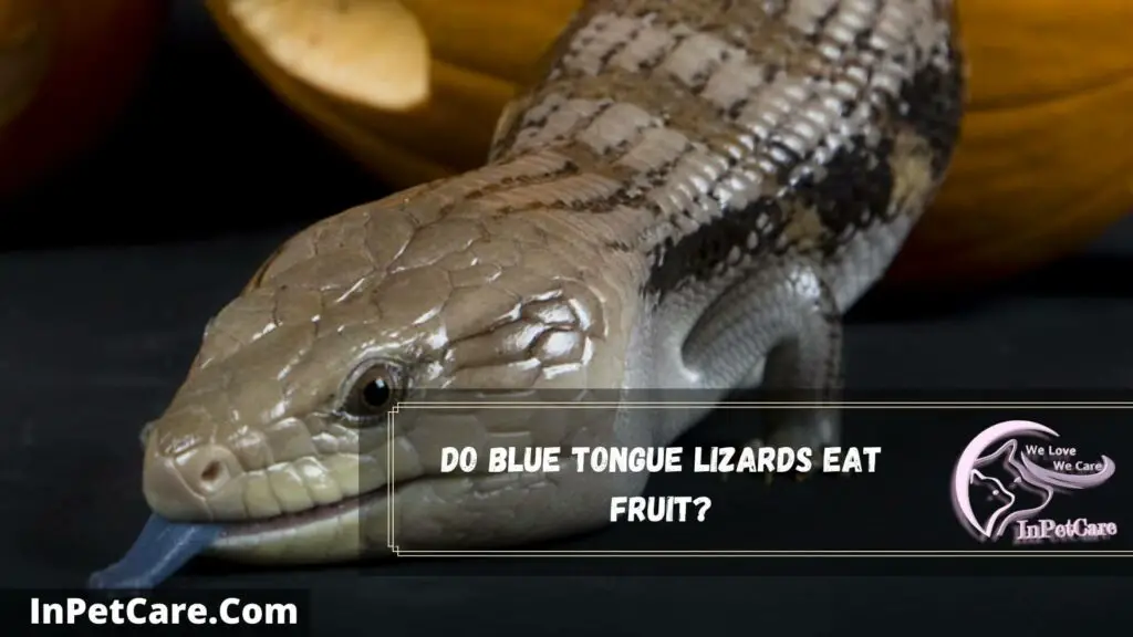 What Fruits Can Blue Tongue Skinks Eat? 7 Safe+6 Unsafe