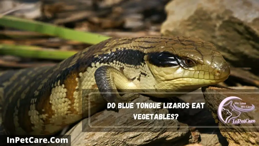 do blue tongue lizards eat vegetables