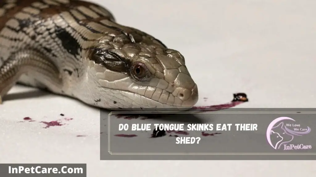do blue tongue skinks eat their shed
