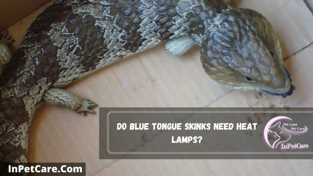 do blue tongue skinks need heat lamps