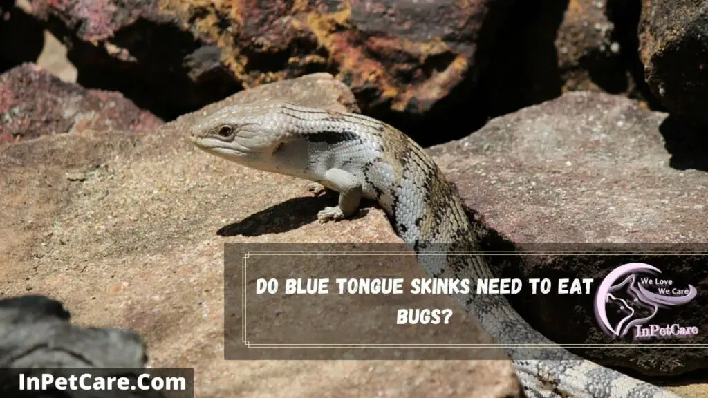 do blue tongue skinks need to eat bugs