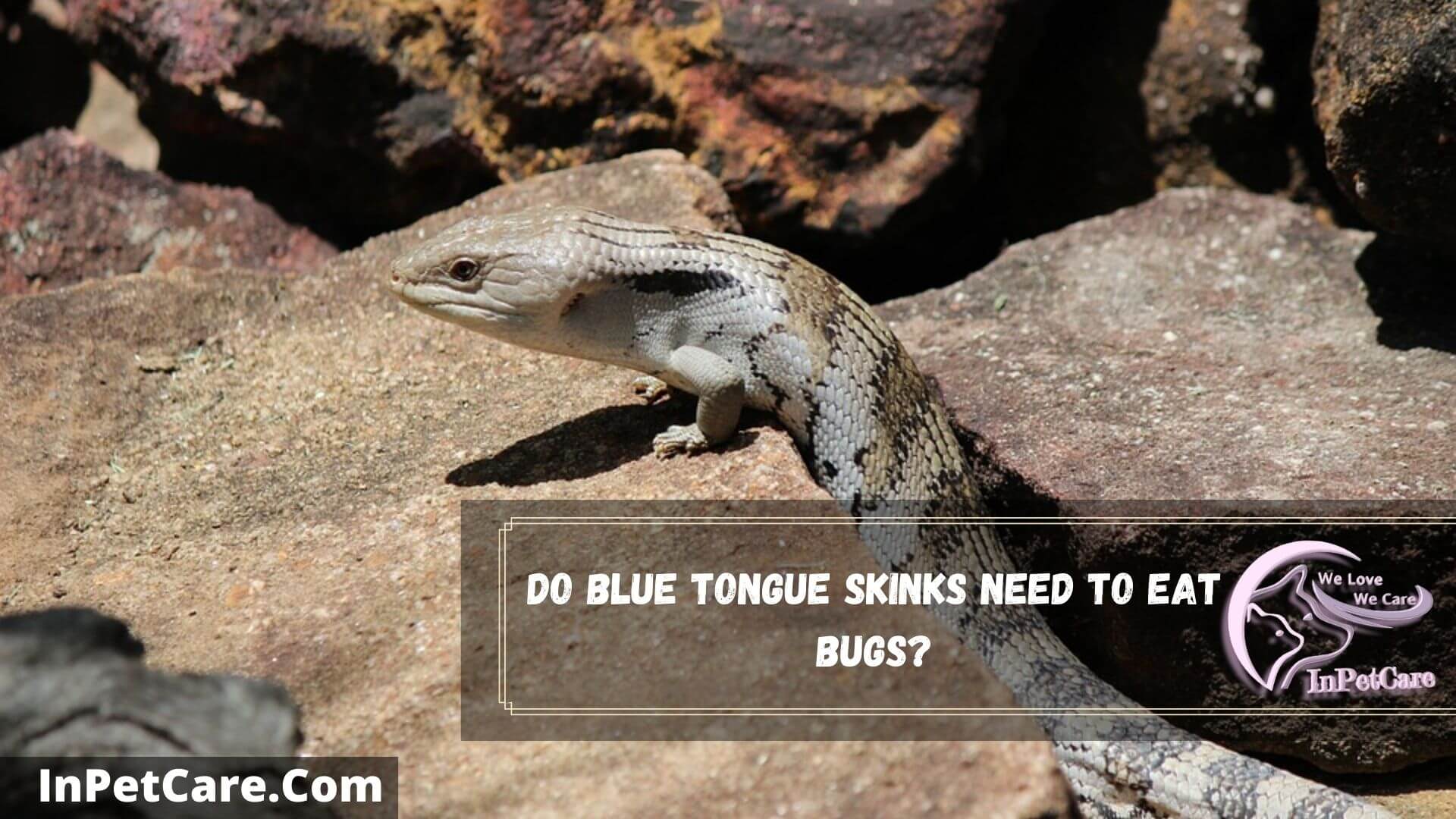 How Often To Feed A Blue Tongue Skink? 7 Safety Tips
