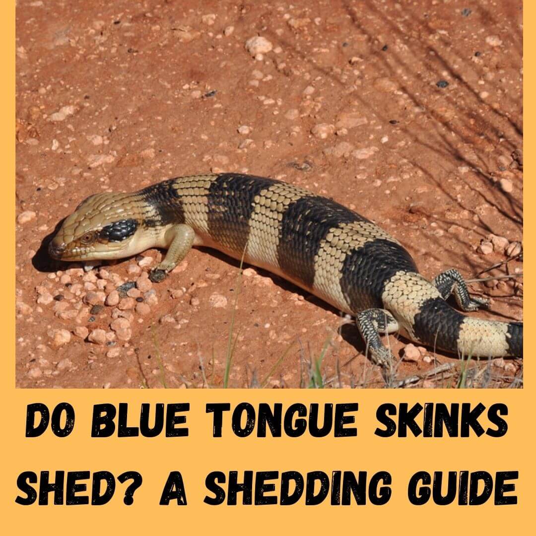 do blue tongue skinks shed a shedding guide