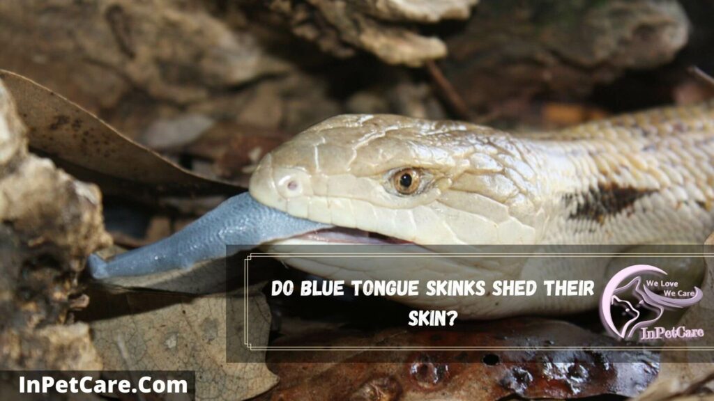 do blue tongue skinks shed their skin