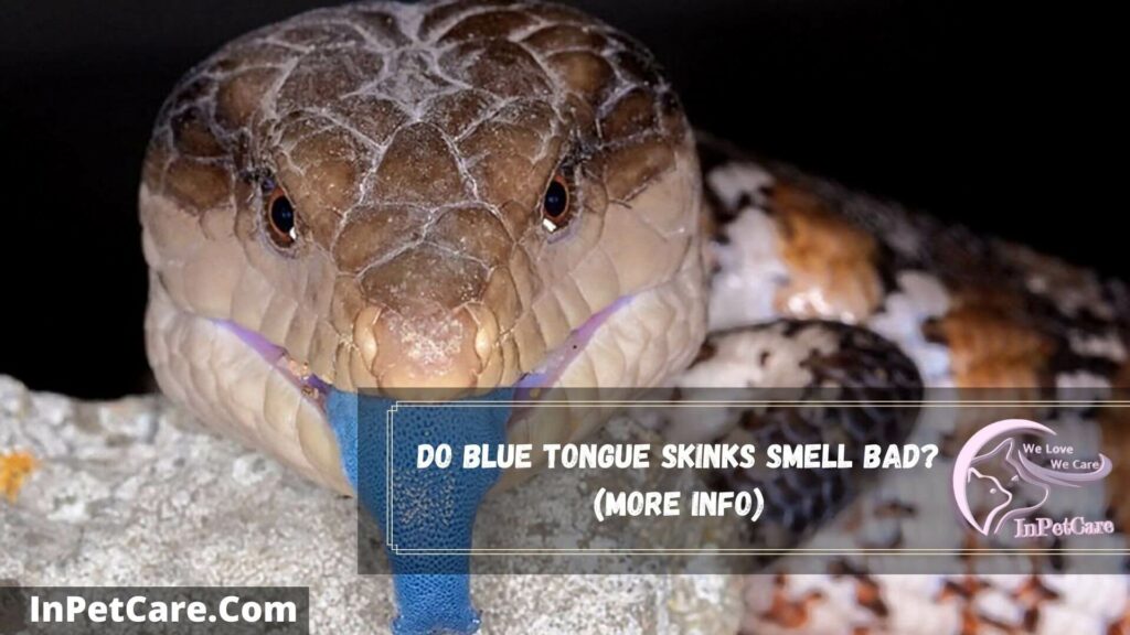 do blue tongue skinks smell bad (more info)