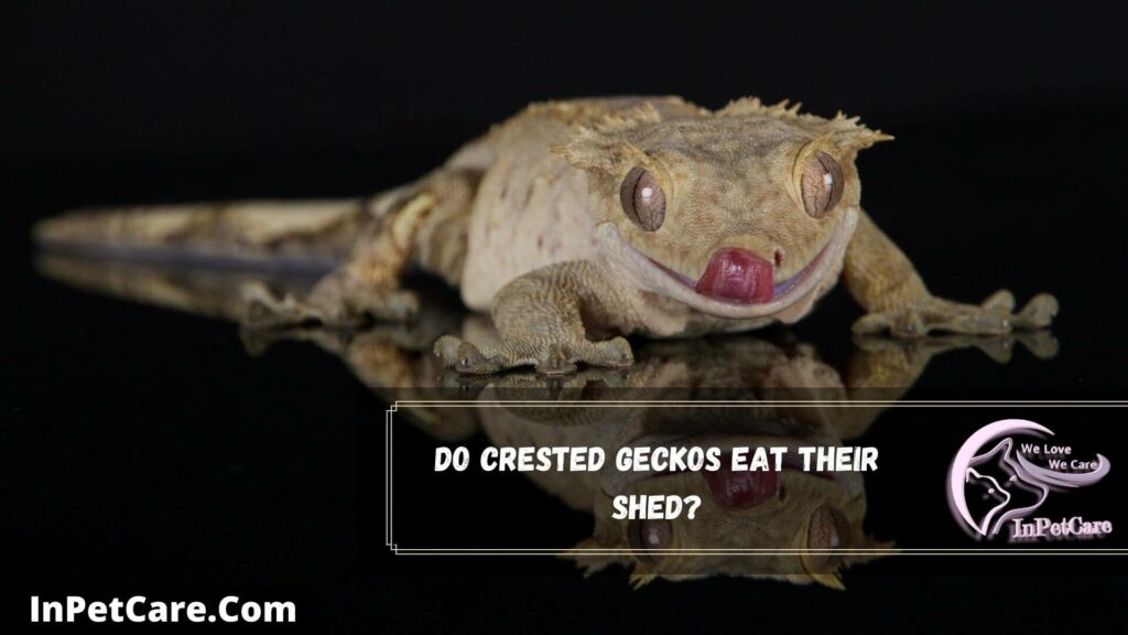 do crested geckos eat their shed