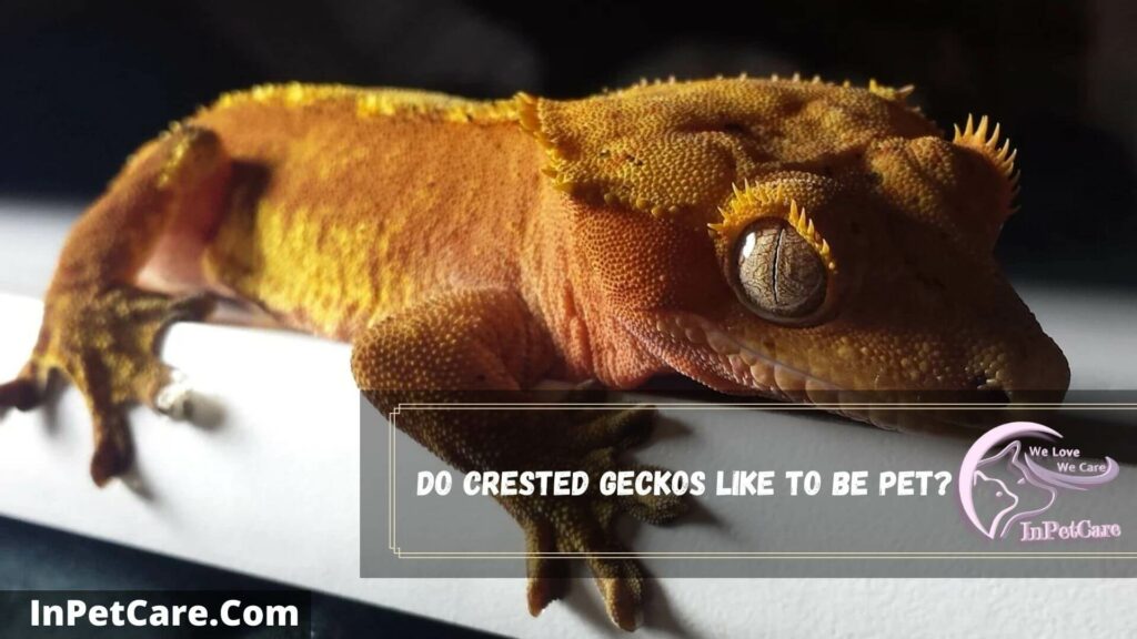 do crested geckos like to be pet