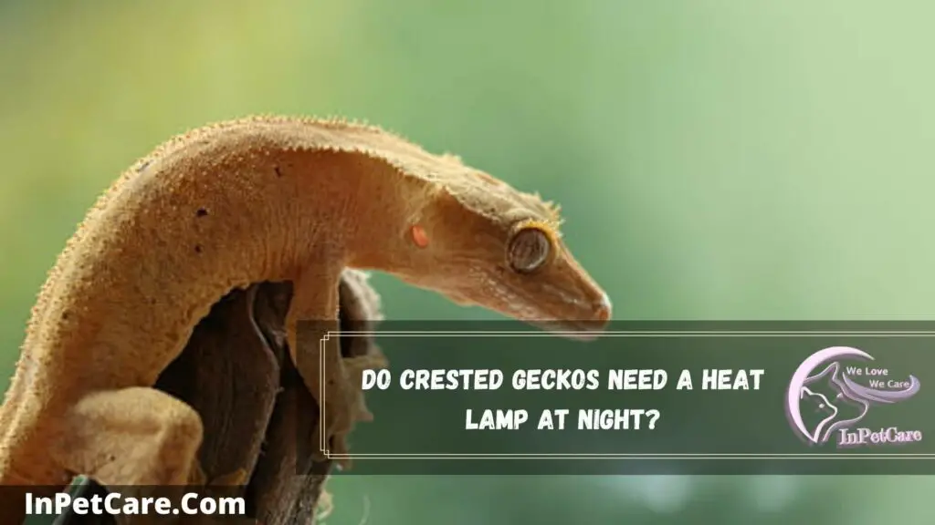 do crested geckos need a heat lamp at night