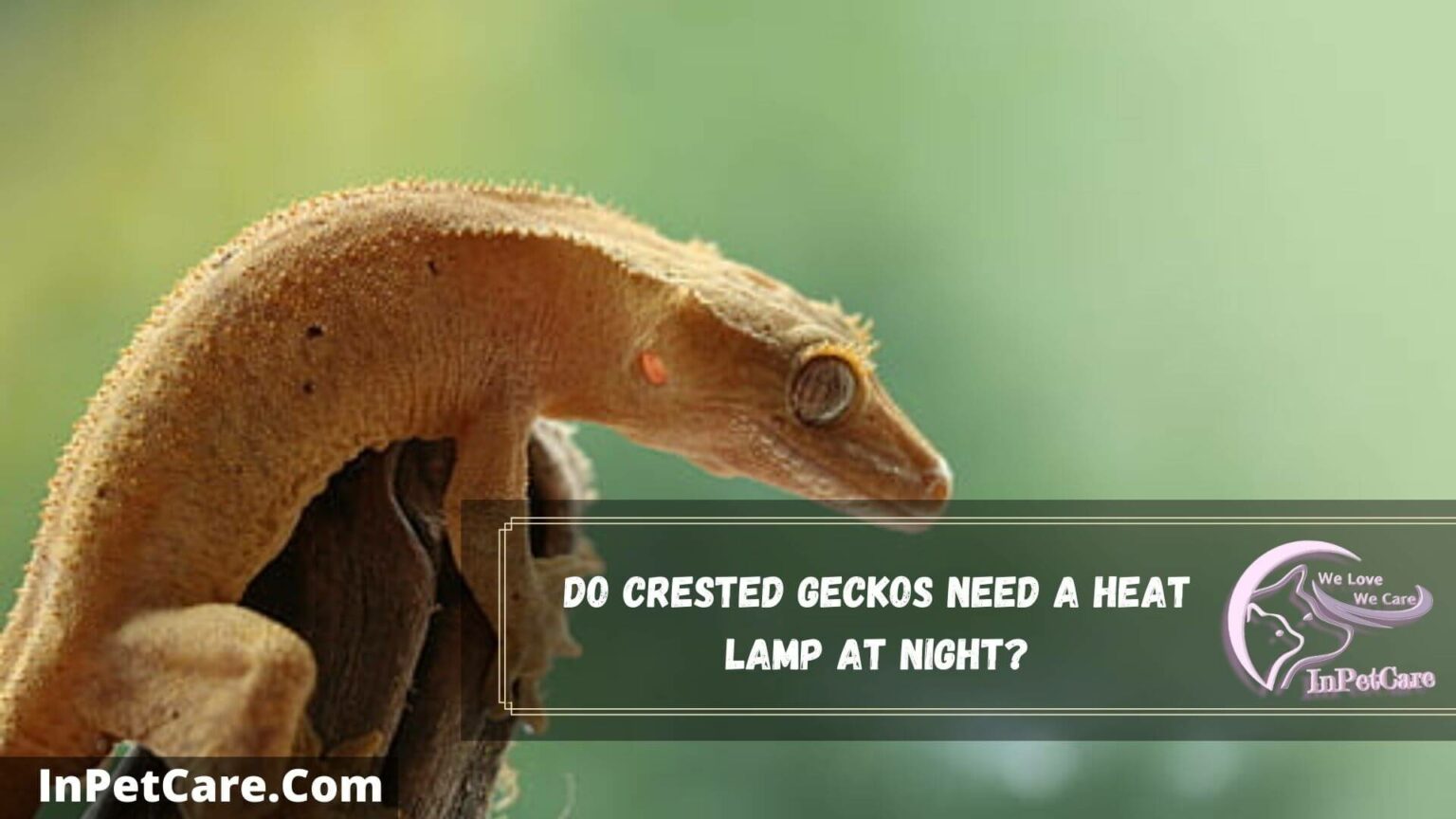Do Crested Geckos Need A Heat Lamp? Or Special Lighting?