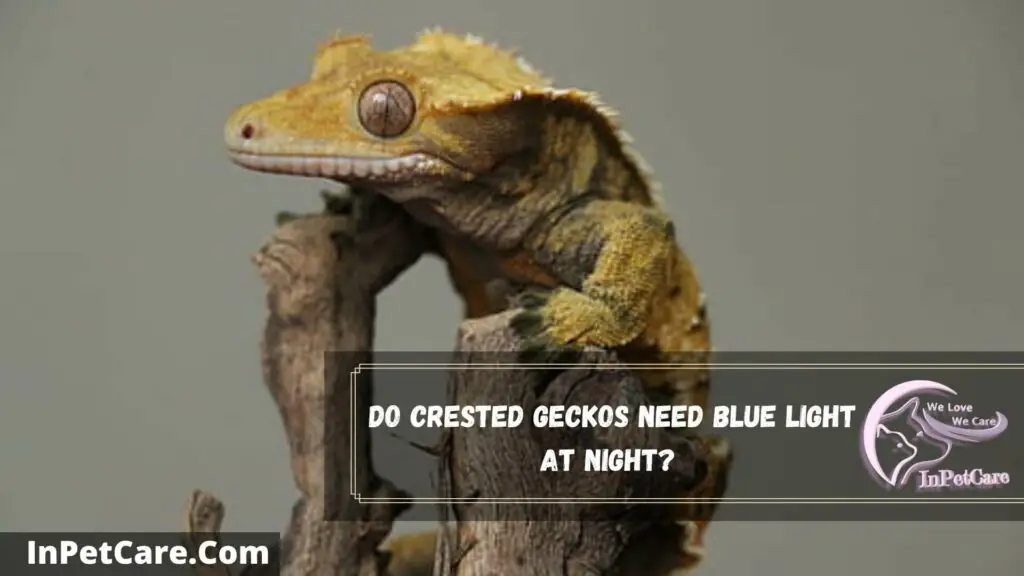 do crested geckos need blue light at night