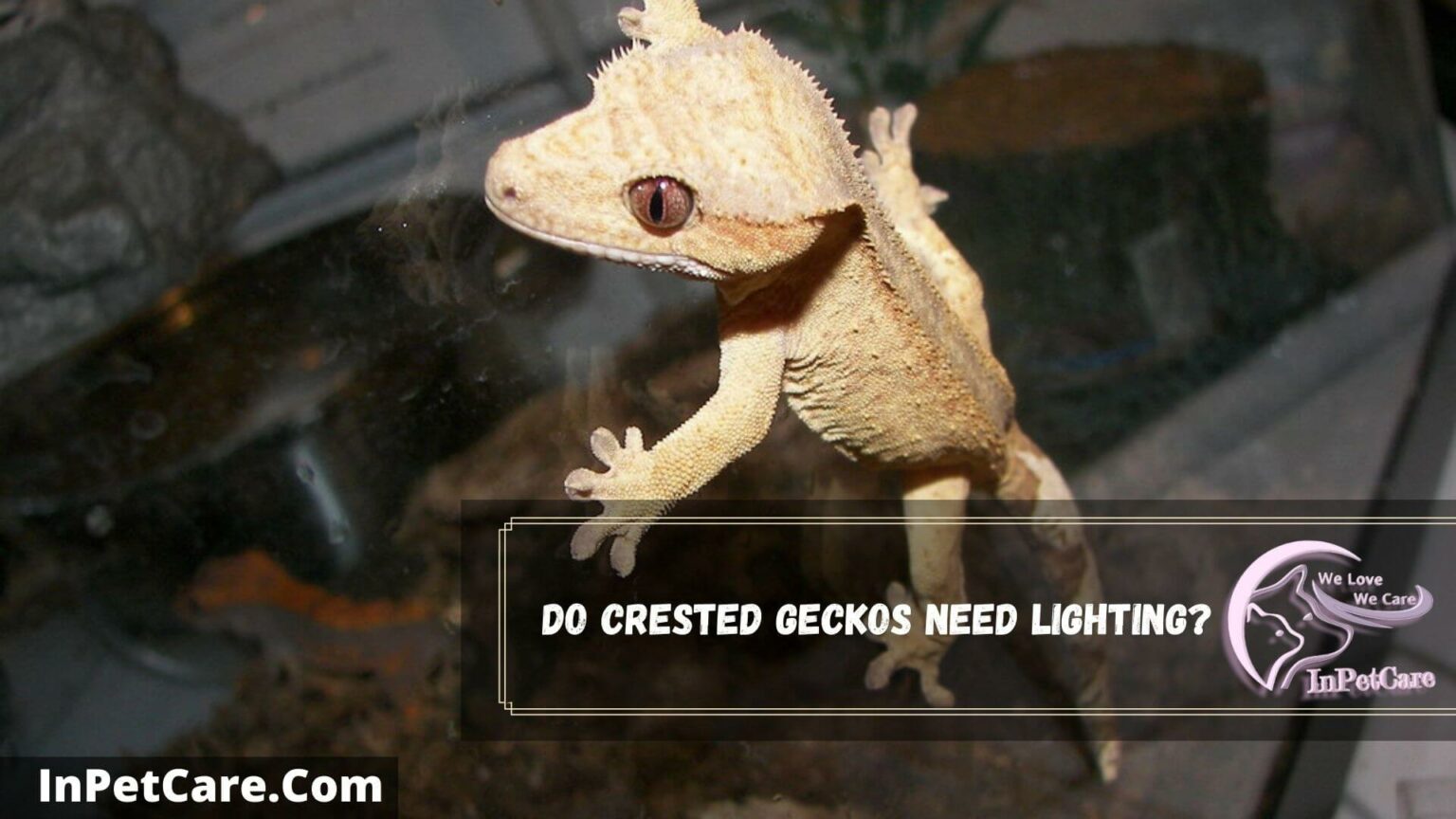 Do Crested Geckos Need A Heat Lamp? Or Special Lighting?
