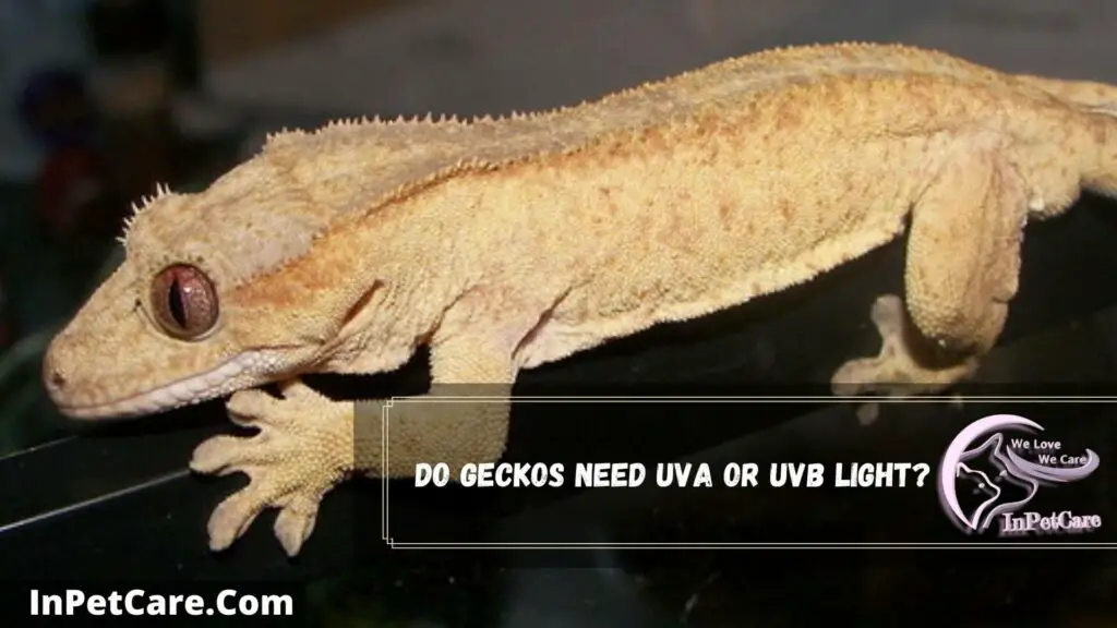 do geckos need uva or uvb light