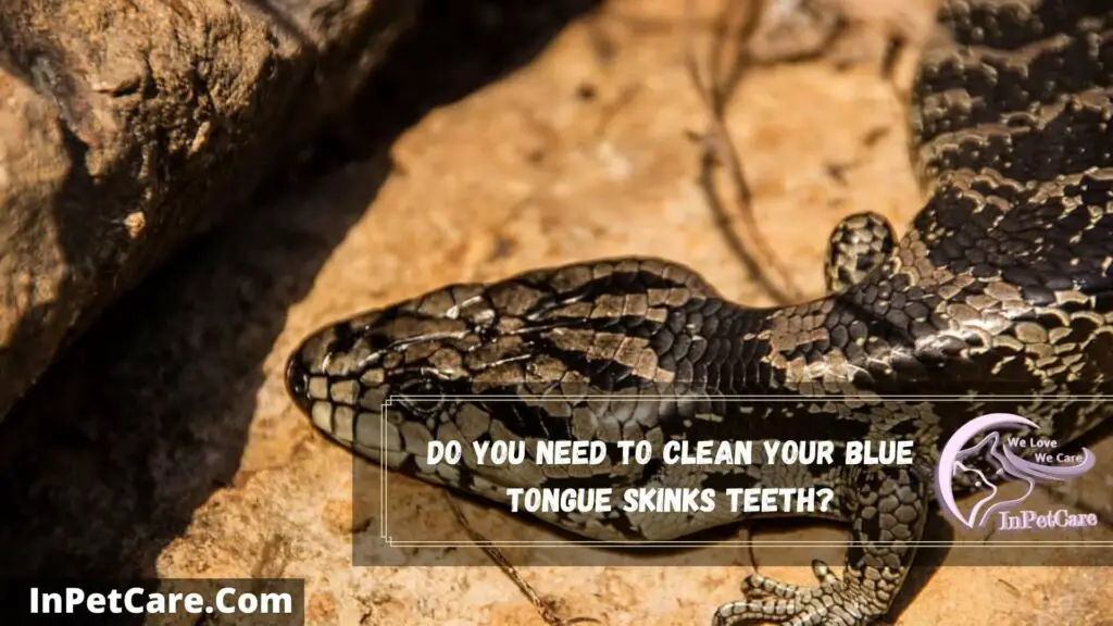 do you need to clean your blue tongue skinks teeth