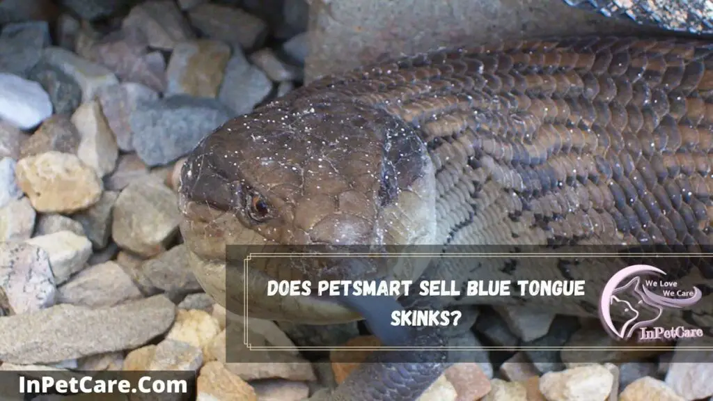 does petsmart sell blue tongue skinks