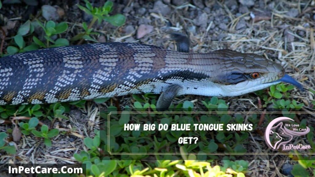 how big do blue tongue skinks get