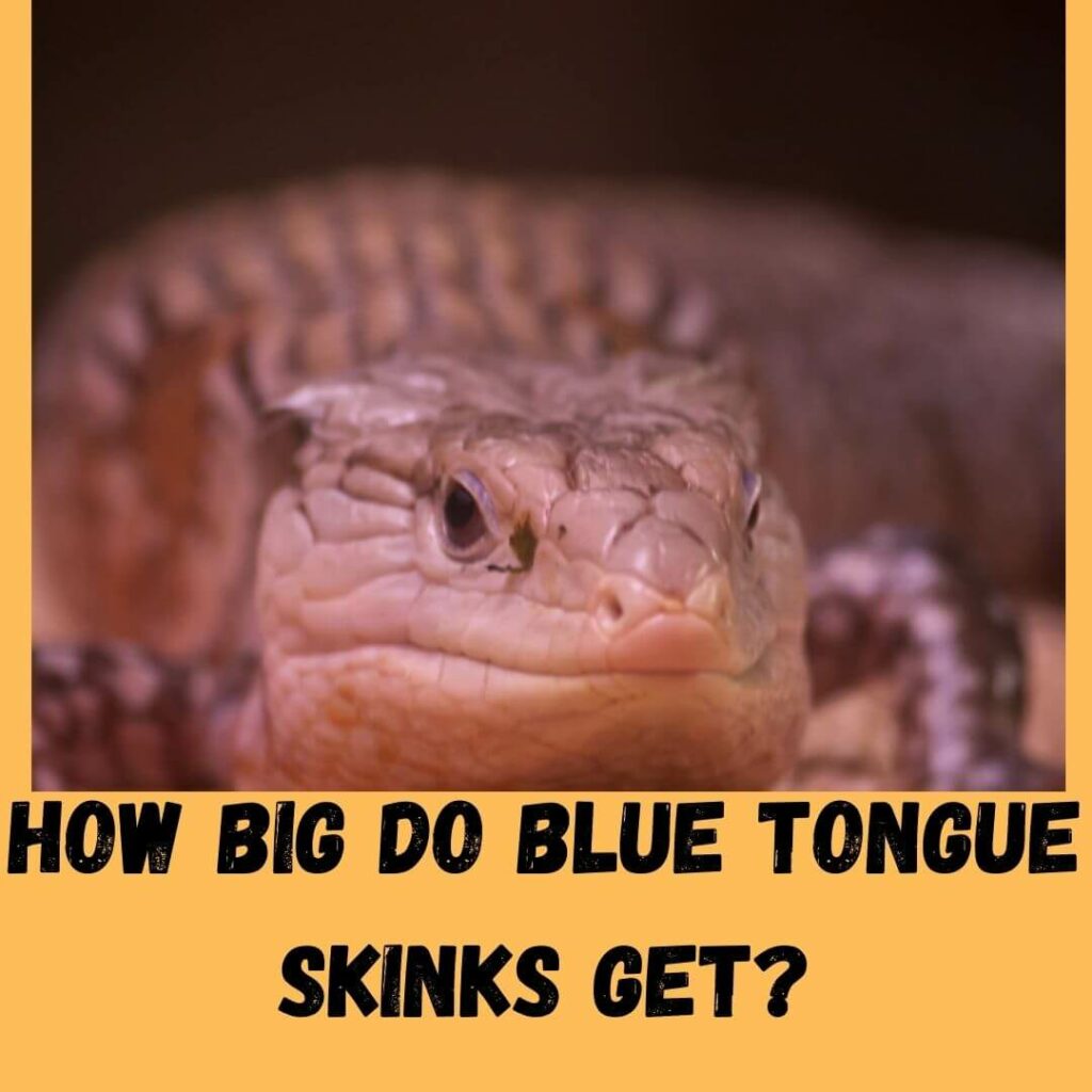 how big do blue tongue skinks get