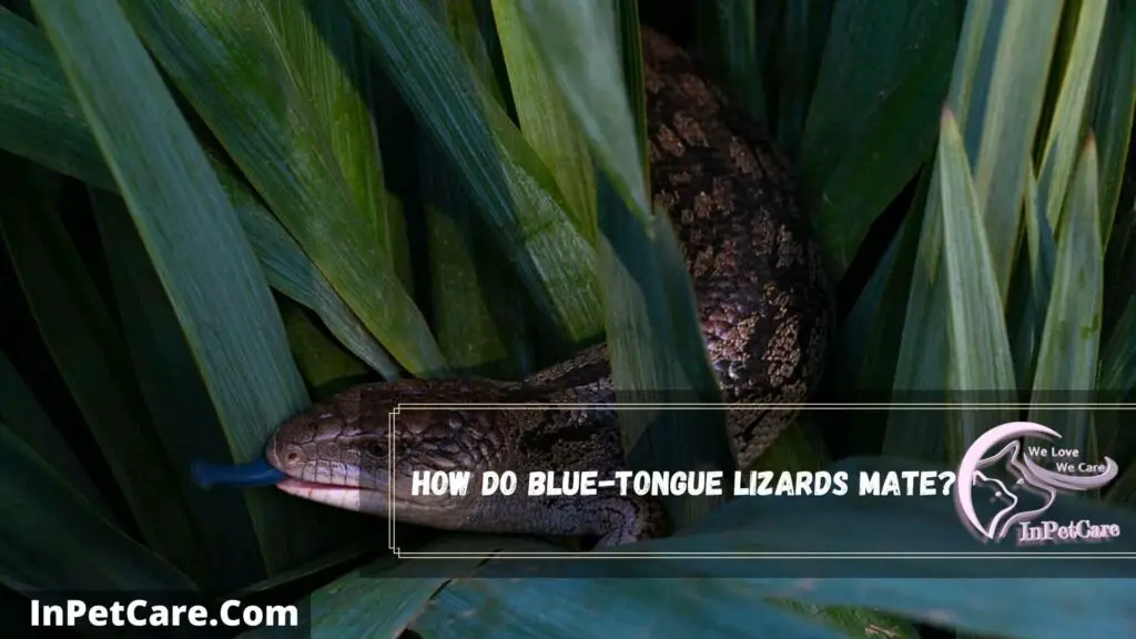 how do blue-tongue lizards mate