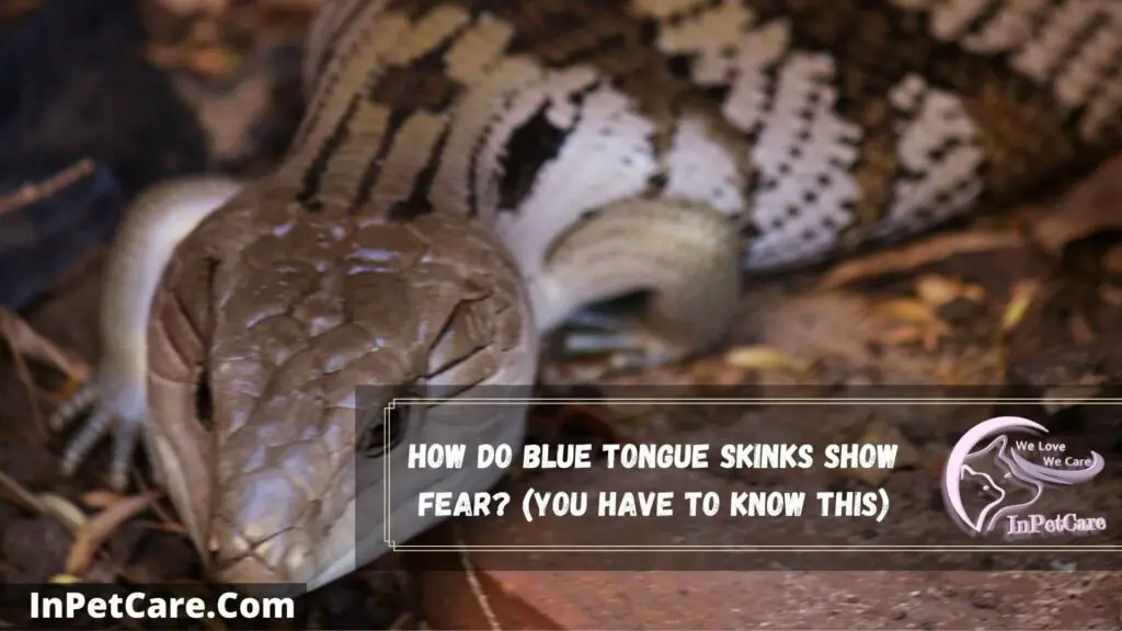 how do blue tongue skinks show fear (you have to know this)