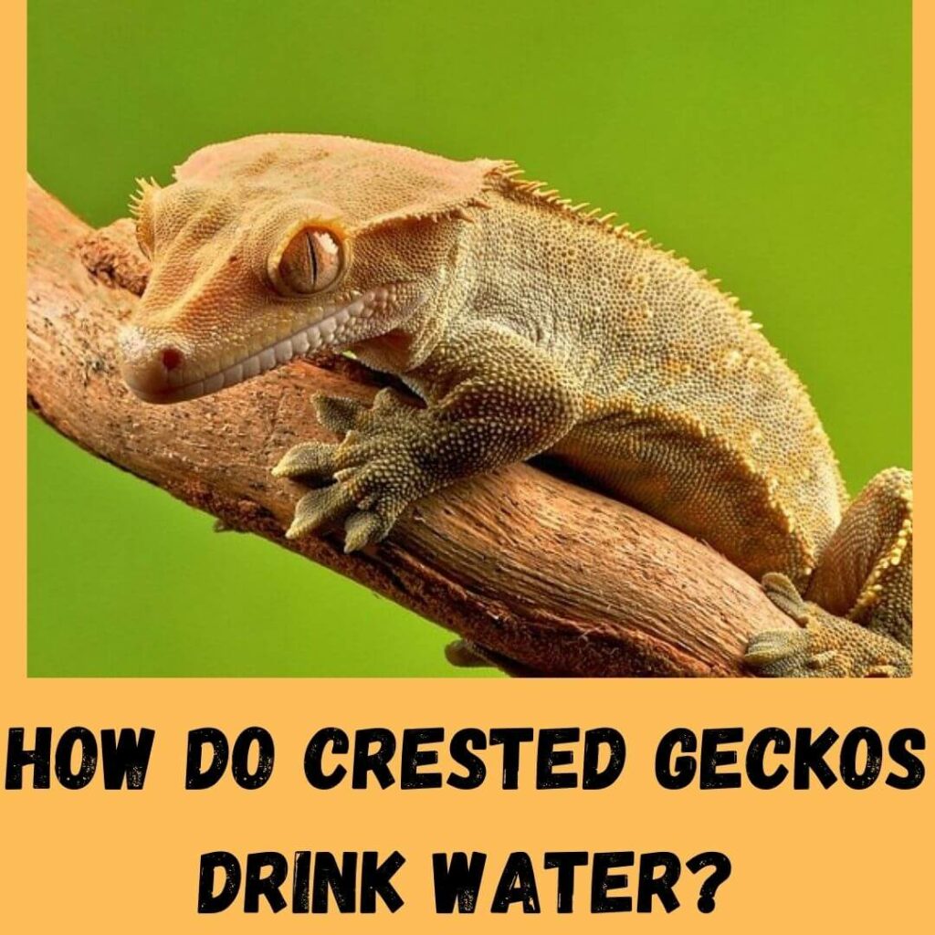 how do crested geckos drink water