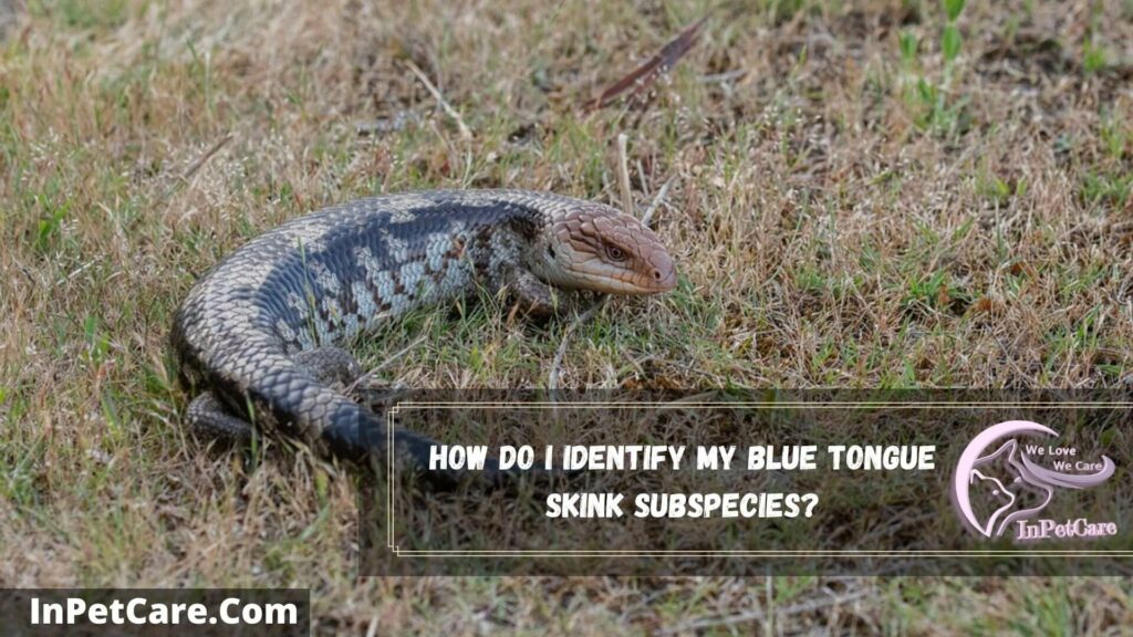 how do i identify my blue tongue skink subspecies