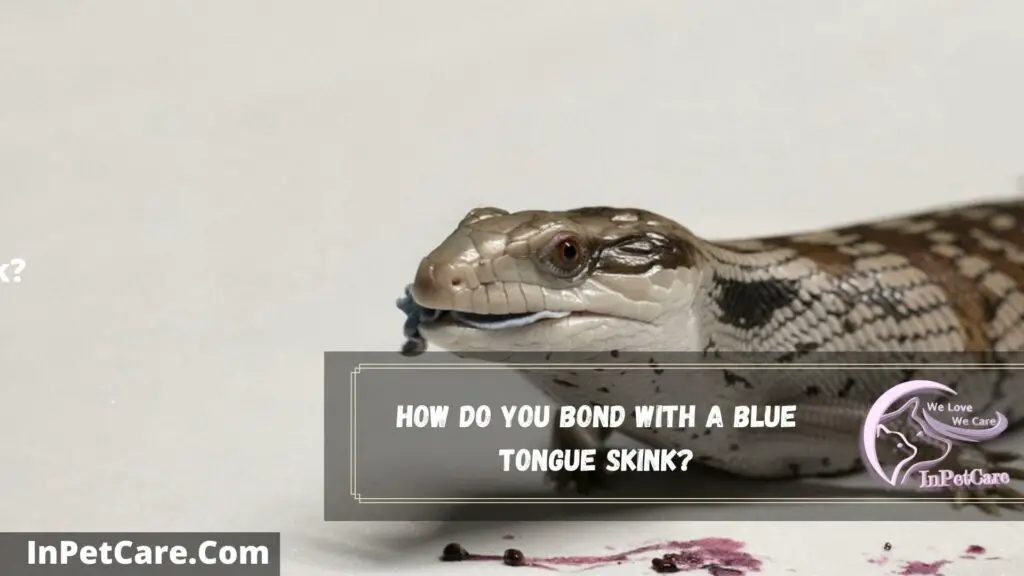 how do you bond with a blue tongue skink