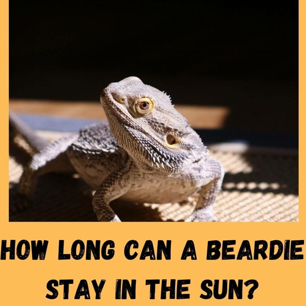 how long can a beardie stay in the sun