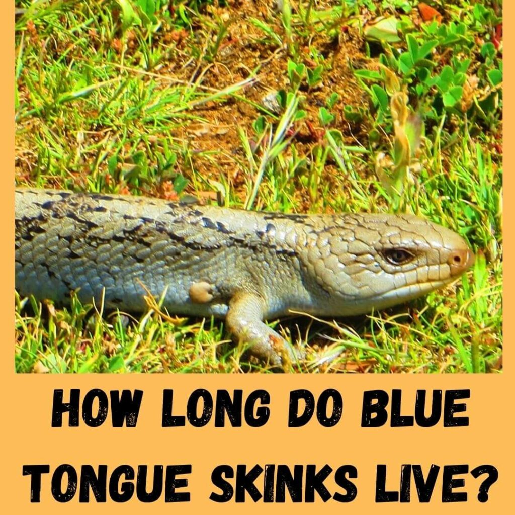 how long do blue tongue skinks live
