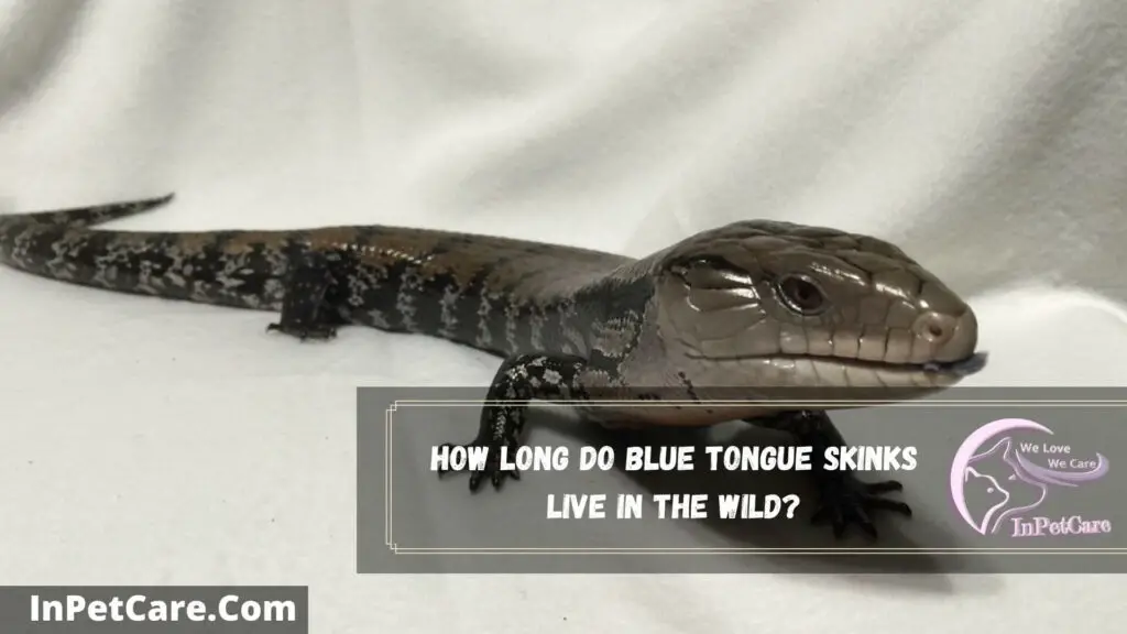 how long do blue tongue skinks live in the wild