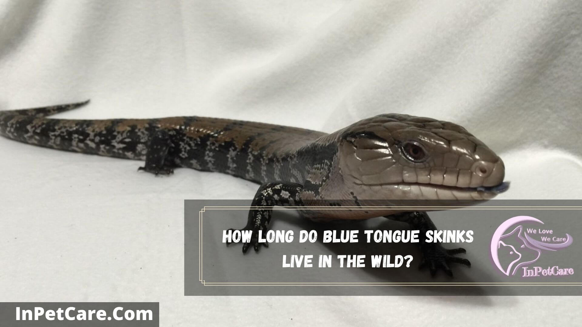 How Long Do Blue Tongue Skinks Live? (2023 Guide)