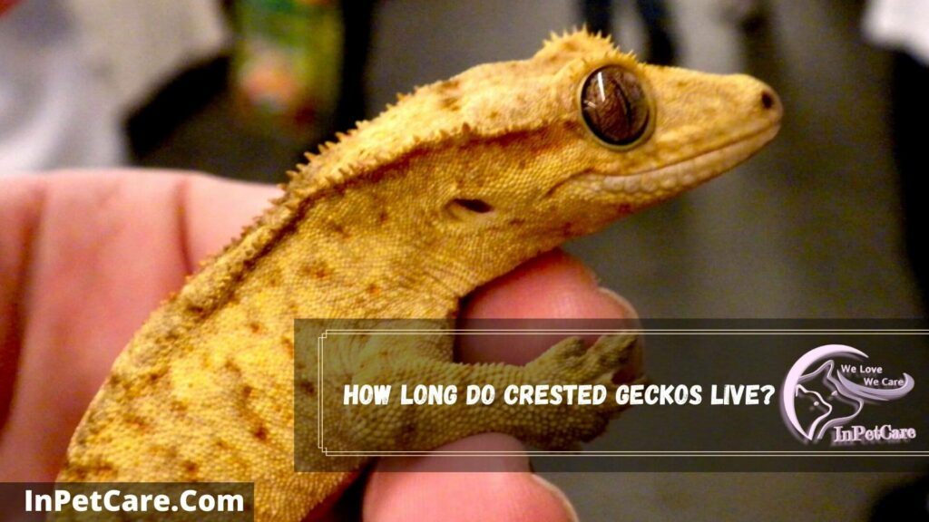 how long do crested geckos live