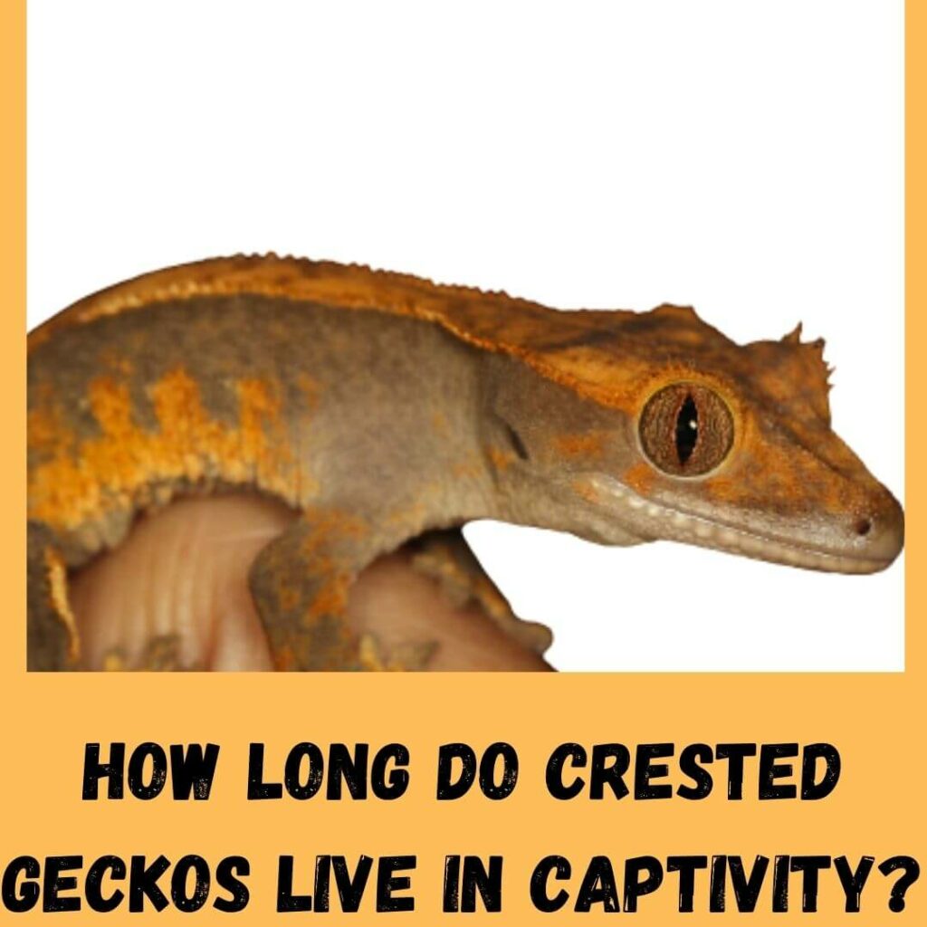 how long do crested geckos live in captivity