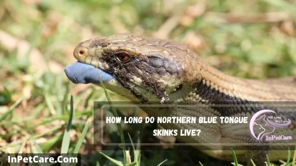 how long do northern blue tongue skinks live