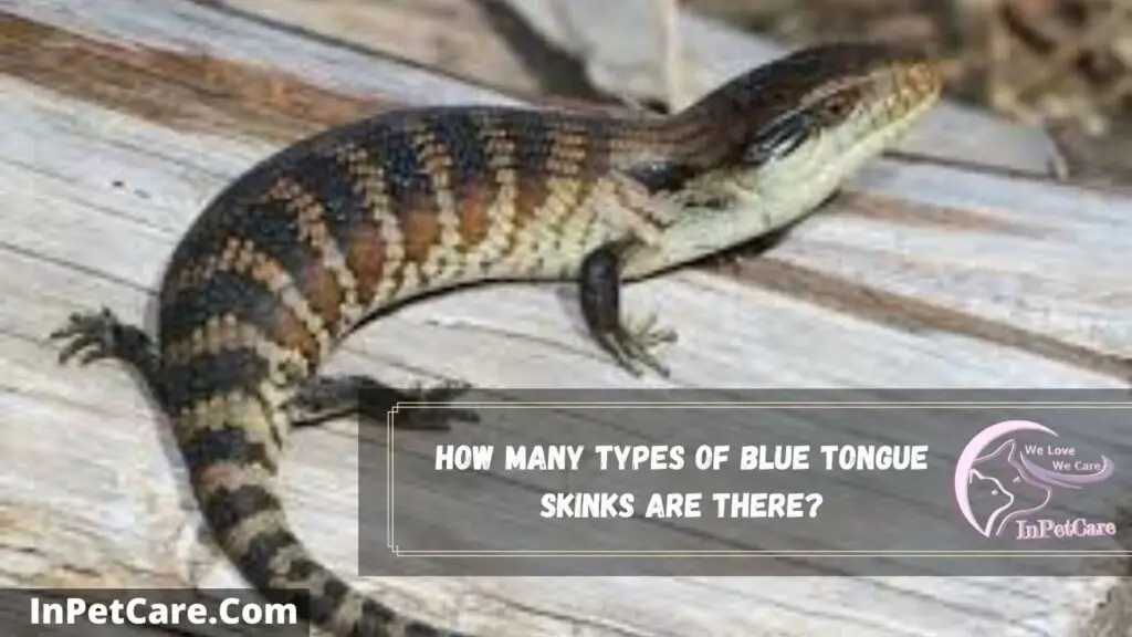 how many types of blue tongue skinks are there