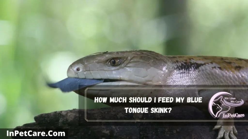 how much should i feed my blue tongue skink