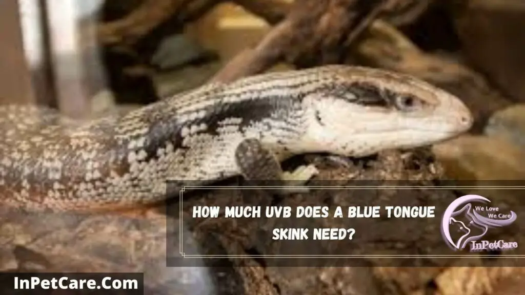 how much uvb does a blue tongue skink need