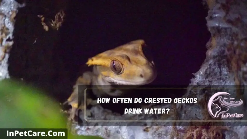 how often do crested geckos drink water